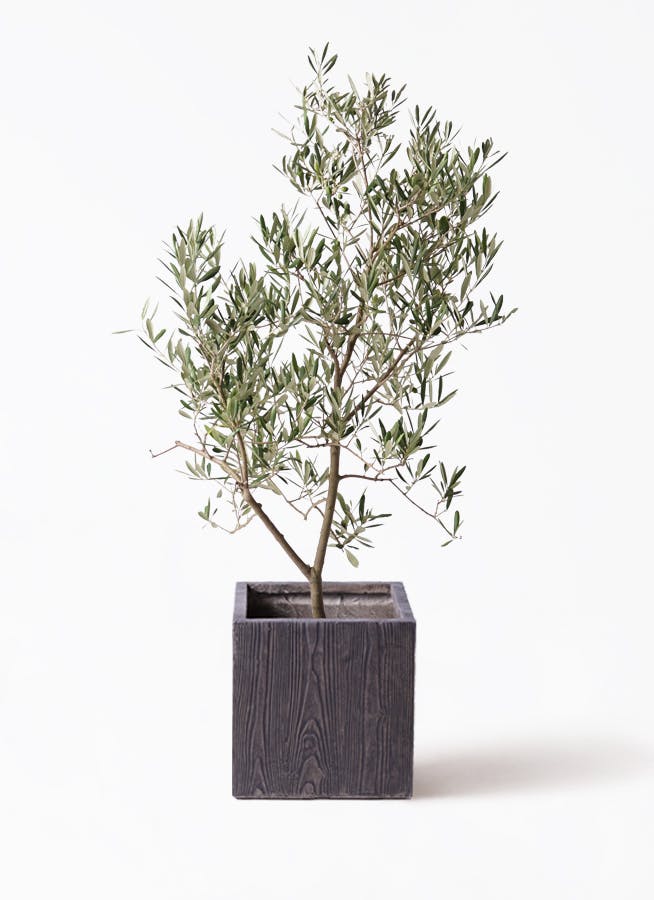 オリーブの木 デルモロッコ | 観葉植物通販HitoHana(ひとはな)