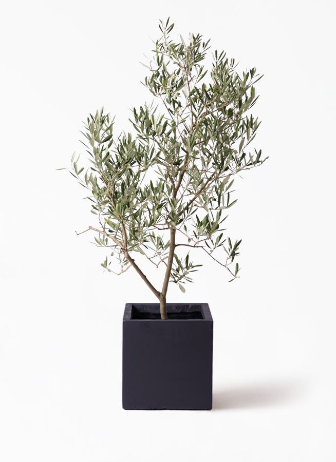 観葉植物 オリーブの木 8号 デルモロッコ ベータ キューブプランター 黒 付き