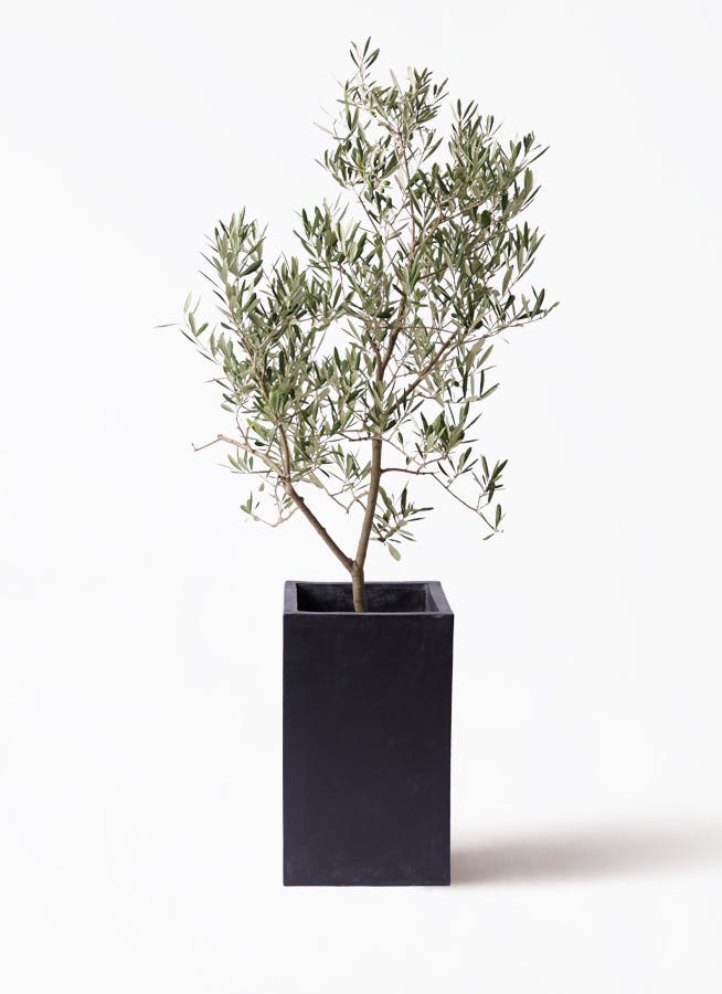 オリーブの木　デルモロッコ オリーブの木 デルモロッコ | 観葉植物通販HitoHana(ひとはな)