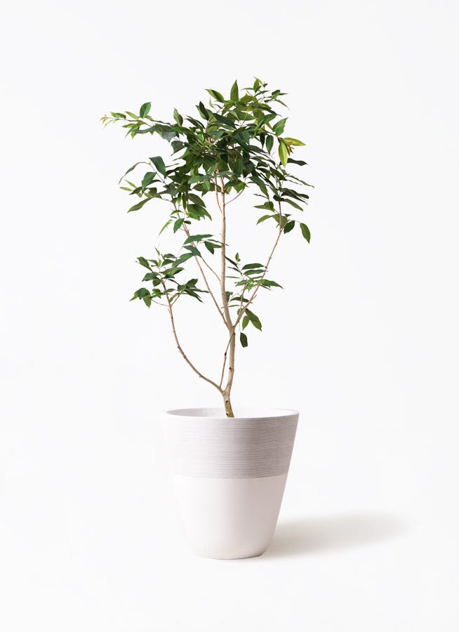 観葉植物 アマゾンオリーブ (ムラサキフトモモ) 10号 ジュピター 白 付き | 観葉植物ならHitoHana(ひとはな)