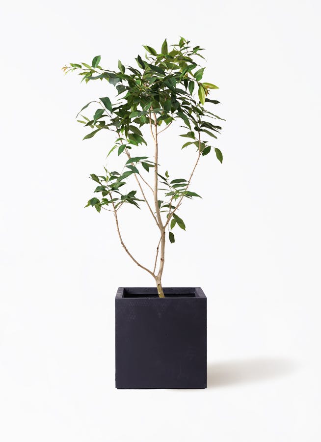 観葉植物 アマゾンオリーブ (ムラサキフトモモ) 10号 ベータ キューブ