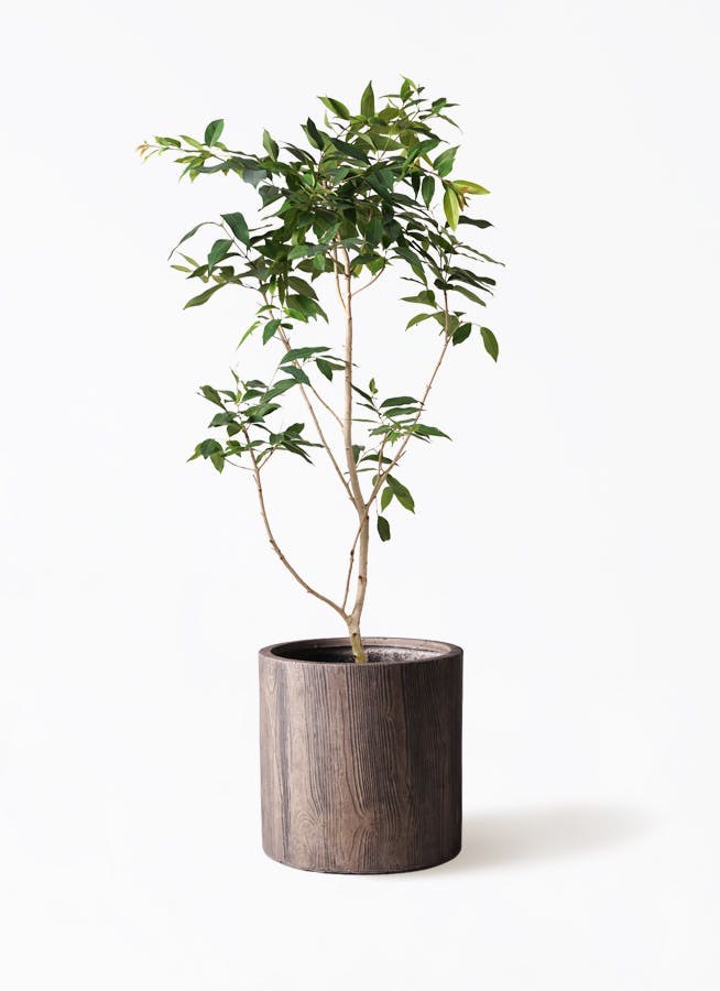 アマゾンオリーブ (ムラサキフトモモ) | 観葉植物通販HitoHana(ひとはな)