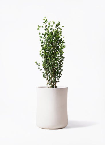 フィカス ベンジャミン 観葉植物通販hitohana ひとはな フィカス ベンジャミン 観葉植物通販hitohana ひとはな
