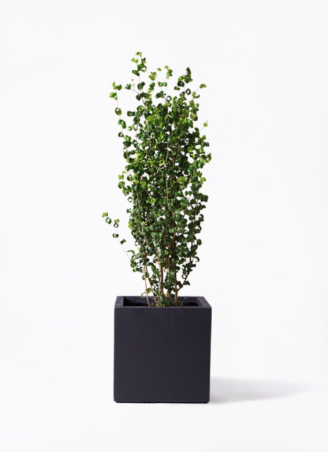 【月末20％オフセール】 フィカス ベンジャミン バロック 180cm 月末20％オフセール】 フィカス ベンジャミン バロック 180cm