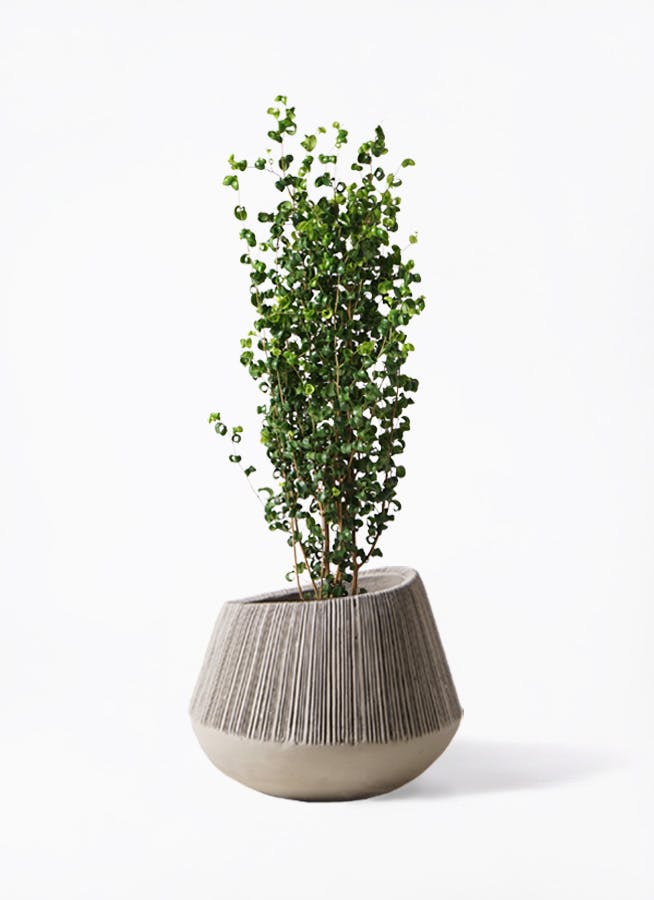 フィカス ベンジャミン 7号 | 観葉植物 | インテリアやギフトに