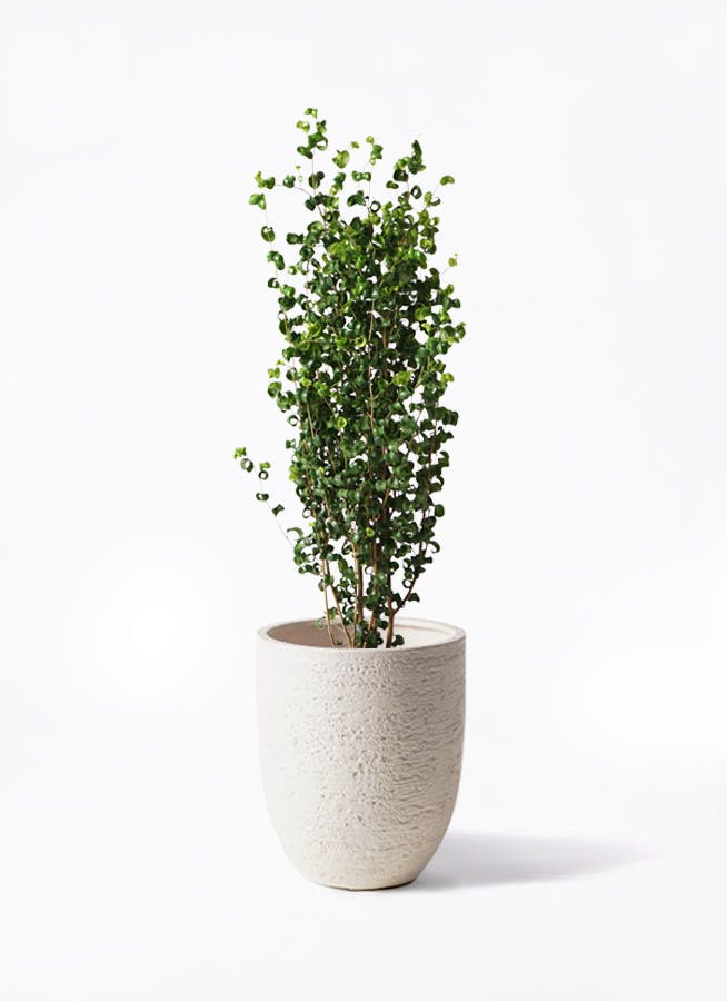 フィカス ベンジャミン バロック | 観葉植物ならHitoHana（ひとはな）