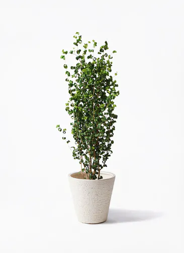 フィカス ベンジャミン バロック 観葉植物通販hitohana ひとはな