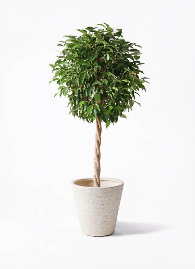 観葉植物 フィカス ベンジャミン 8号 玉造りビアスソリッド 白 付き 観葉植物ならhitohana ひとはな 観葉植物 フィカス ベンジャミン 8号 玉造りビアスソリッド 白 付き 観葉植物ならhitohana ひとはな