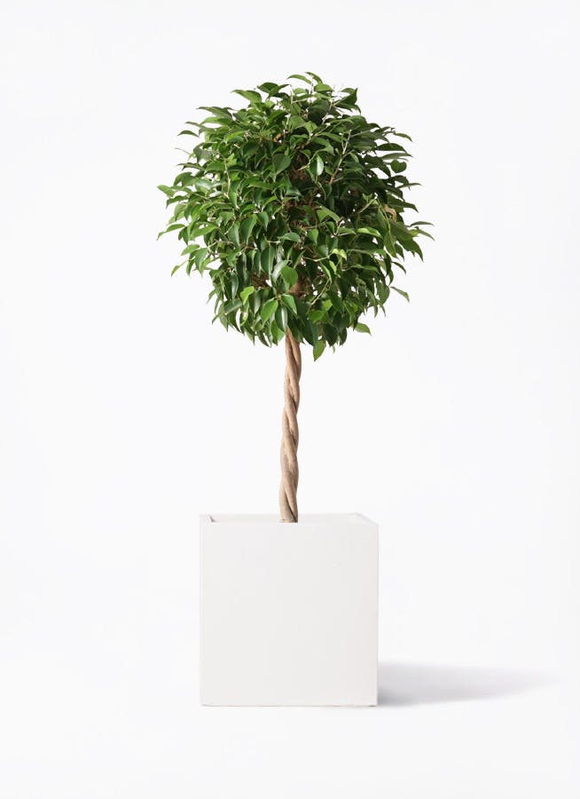 フィカス ベンジャミン 8寸 120センチ ボリューム抜群、品質良好です！陶器可 観葉植物 フィカス ベンジャミン 8号 玉造りエディラウンド