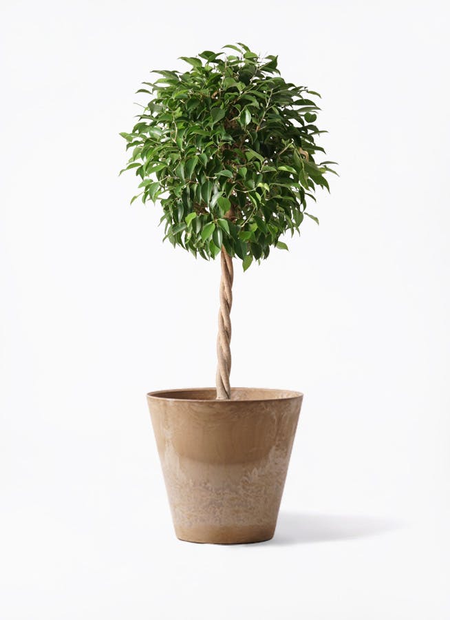 フィカス ベンジャミン バロック 8号鉢ごと フィカス・ベンジャミン