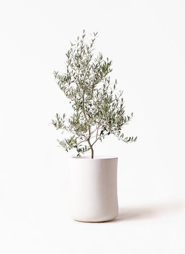 観葉植物 オリーブの木 8号 アルベキーナ バスク ミドル ホワイト 付き