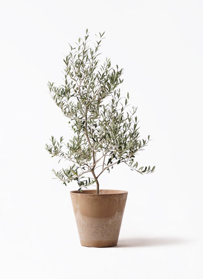 希少　オリーブ　オリーブの木　カヨンヌ　７号　鉢下から高さおよそ90cm 希少 オリーブ オリーブの木 カヨンヌ 7号 鉢下から高さおよそ100cm