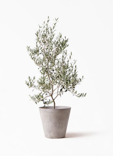 オリーブの木 アルベキーナ 観葉植物通販hitohana ひとはな オリーブの木 アルベキーナ 観葉植物通販hitohana ひとはな
