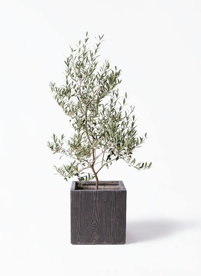 オリーブの木 アルベキーナ | 観葉植物 | 送料無料でお届け - Hitohana
