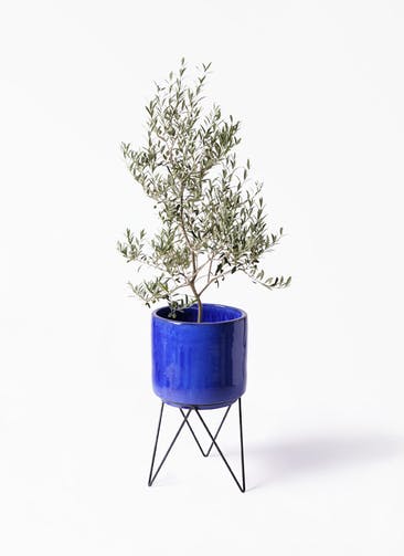 観葉植物 オリーブの木 8号 アルベキーナ ビトロ エンデカ ブルー アイアンポットスタンド ブラック 付き
