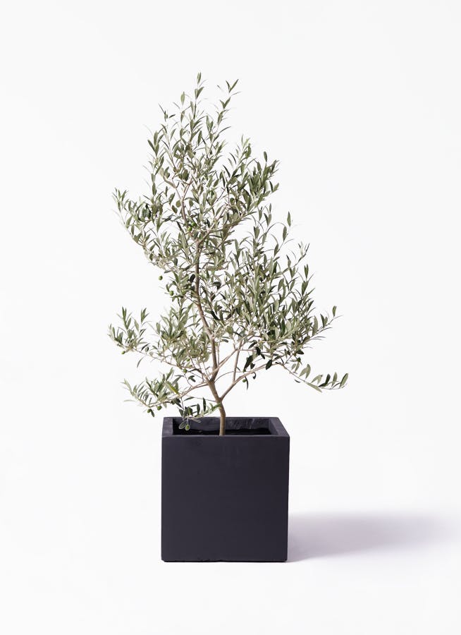 観葉植物 オリーブの木 8号 アルベキーナ ベータ キューブプランター 黒 付き