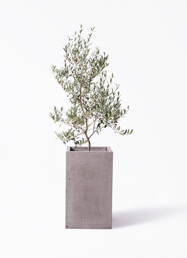 観葉植物 オリーブ 8号 アルベキーナ セドナロング グレイ 付き | 観葉