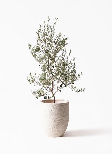 オリーブの木 アルベキーナ 観葉植物通販hitohana ひとはな オリーブの木 アルベキーナ 観葉植物通販hitohana ひとはな