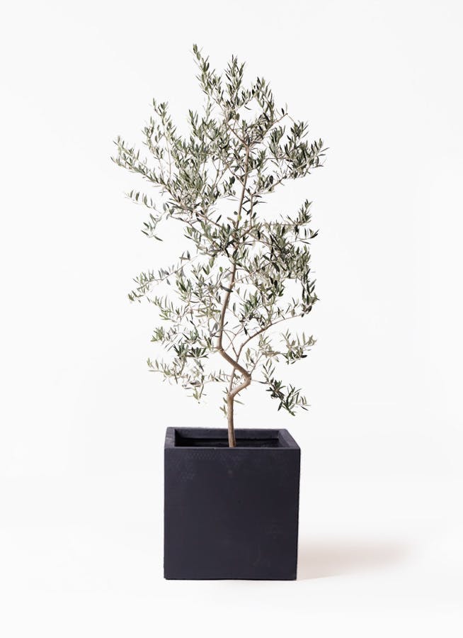 観葉植物 オリーブの木 10号 ペンドリノ ベータ キューブプランター 黒 付き