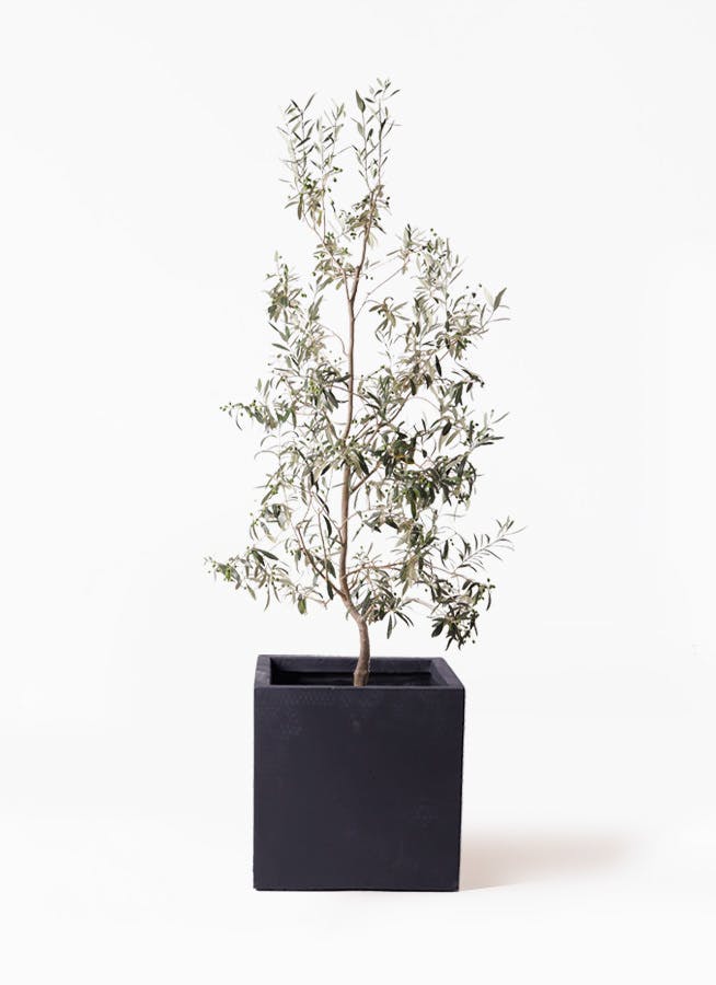 観葉植物 オリーブの木 10号 ワンセブンセブン ベータ キューブプランター 黒 付き
