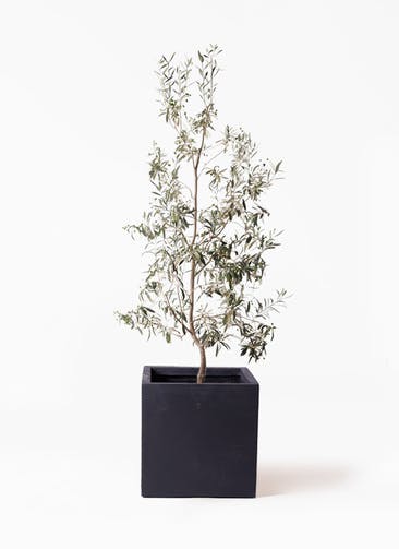 観葉植物 オリーブの木 10号 ワンセブンセブン ベータ キューブプランター 黒 付き