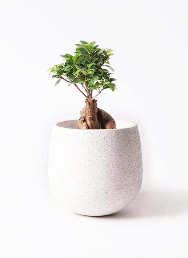 ガジュマル | 観葉植物通販 HitoHana