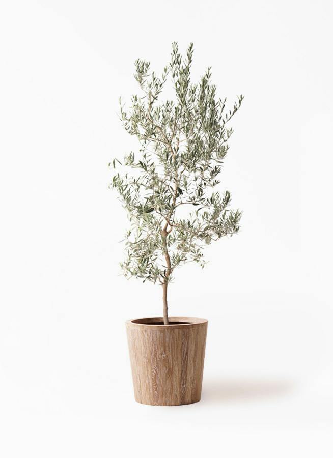 観葉植物 トックリラン ポニーテール 10号 ウッドプランター 付き