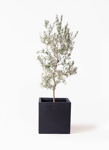 観葉植物 オリーブの木 10号 バロウニ ベータ キューブプランター 黒 付き