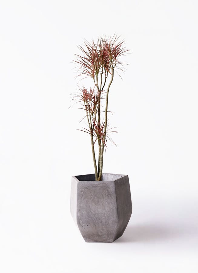 観葉植物 ドラセナ コンシンネ レインボー 8号 ストレート ファイバー