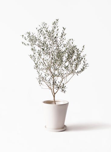 カヨンヌ オリーブの木 - 植物/観葉植物