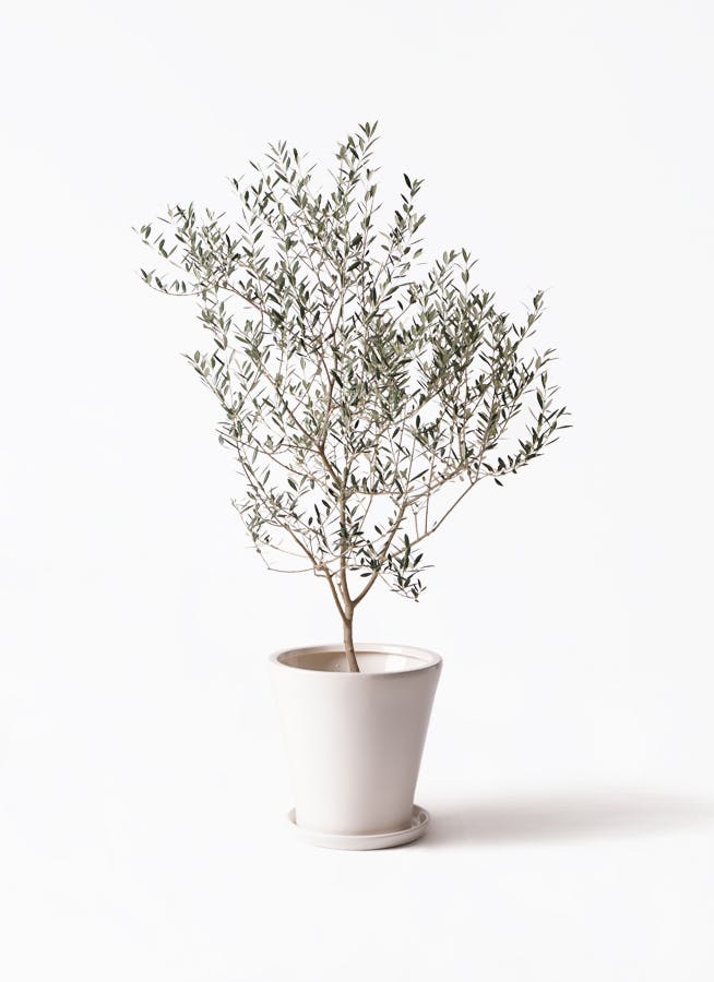 1 希少　オリーブの木　カヨンヌ オリーブの木 カヨンヌ | 観葉植物通販HitoHana(ひとはな)