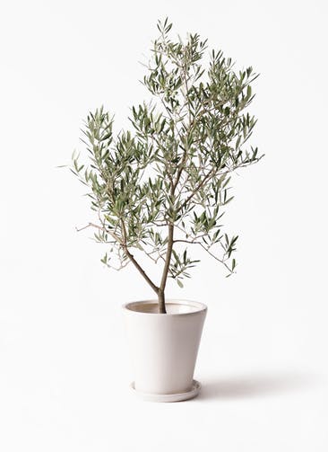 観葉植物 オリーブの木 8号 デルモロッコ サブリナ 白 付き