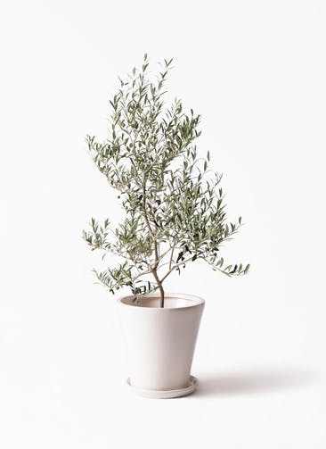 オリーブの木 アルベキーナ 観葉植物通販hitohana ひとはな オリーブの木 アルベキーナ 観葉植物通販hitohana ひとはな