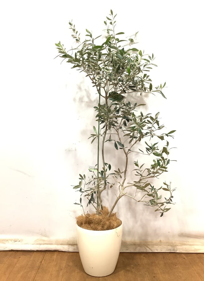 観葉植物 オリーブの木 【170cm】 オリーブの木 8号 フラントイオ #49277 ラスターポット付き