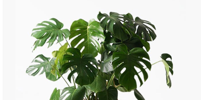 現品］新芽 モンステラ 觀葉植物 室内 大型 育てやすい 現品］新芽