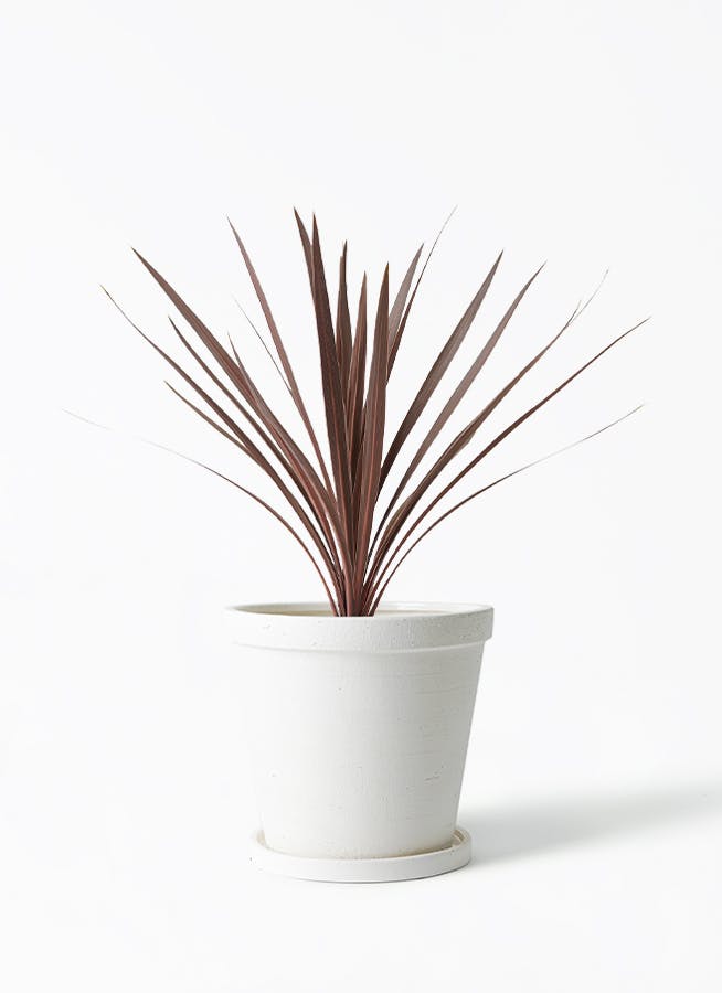 コルディリネ レッドスター 5号 | 観葉植物の通販ならHitoHana（ひとはな）