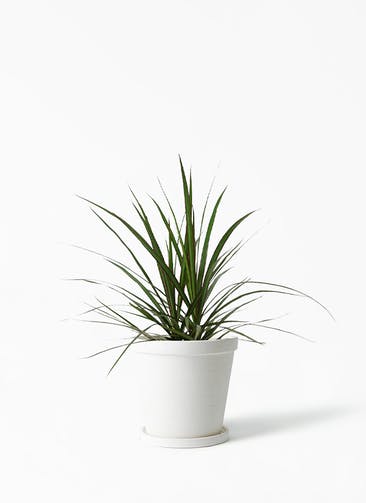 観葉植物 ドラセナ コンシンネ 5号 ストーンウェア セラミック スタンダードポット White 付き