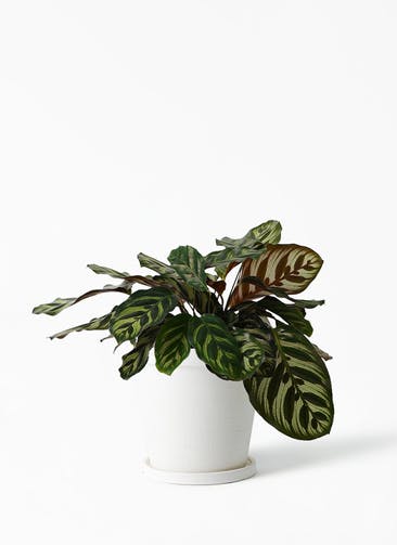 観葉植物 カラテア 5号 マコヤナ ストーンウェア セラミック スタンダードポット White 付き