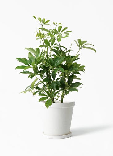 観葉植物 カポック（シェフレラ） 5号 ノーマル ストーンウェア セラミック スタンダードポット White 付き