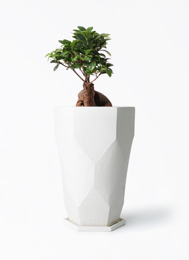 観葉植物 ガジュマル 6号 股仕立て Ceramic(セラミック) トールタイプ