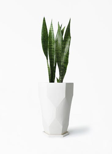 観葉植物 サンスベリア 6号 トリファッシアータ Ceramic Pot (セラミック) トールタイプ 付き