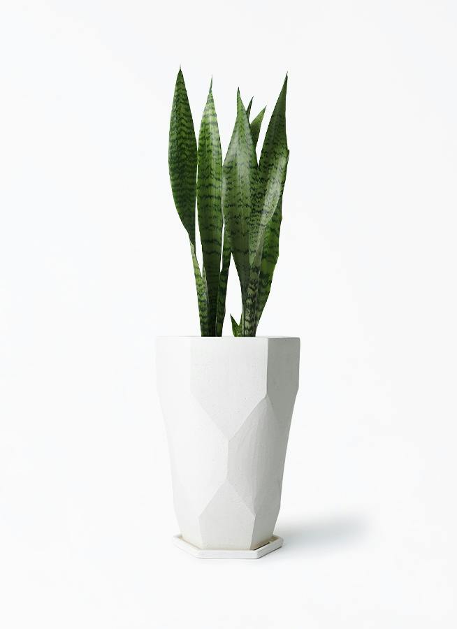 sansevieria-647_1.jpg