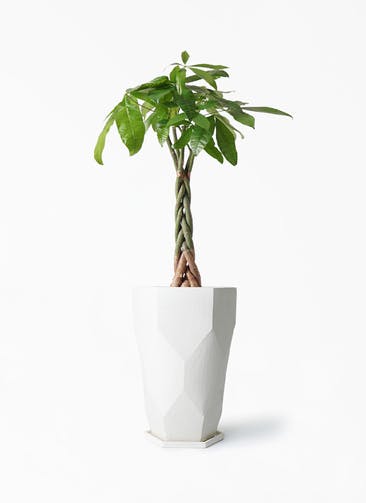 観葉植物 パキラ 6号 ねじり Ceramic(セラミック) Ceramic Pot (セラミック) トールタイプ 付き