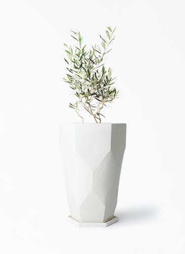 観葉植物 オリーブの木 6号 チプレッシーノ Ceramic(セラミック) Ceramic Pot (セラミック) トールタイプ 付き
