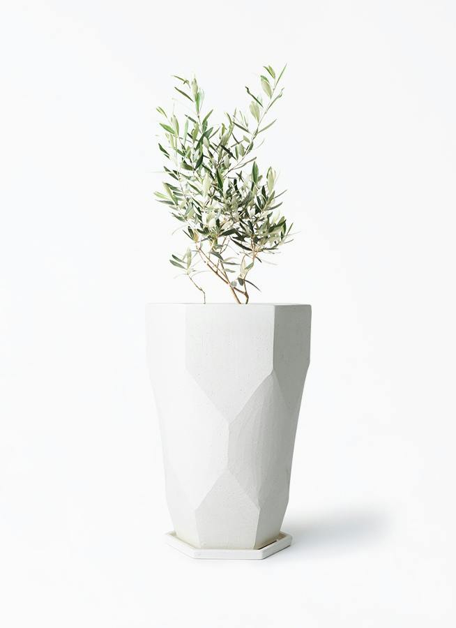 観葉植物 オリーブの木 6号 チプレッシーノ Ceramic(セラミック 
