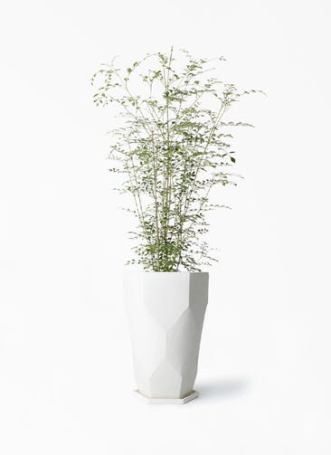 観葉植物 シマトネリコ 6号 Ceramic(セラミック) Ceramic Pot (セラミック) トールタイプ 付き