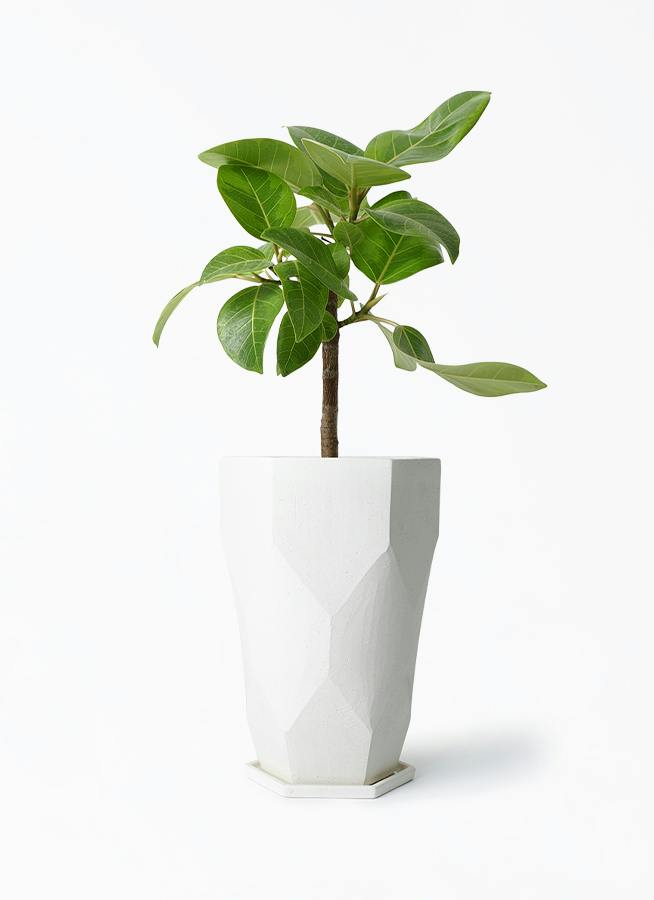 フィカス アルテシーマ 6号 | 観葉植物 | インテリアやギフトに
