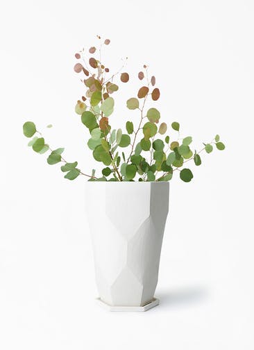 観葉植物 ユーカリ 6号 ポポラス（ポリアンセモス） Ceramic Pot (セラミック) トールタイプ 付き
