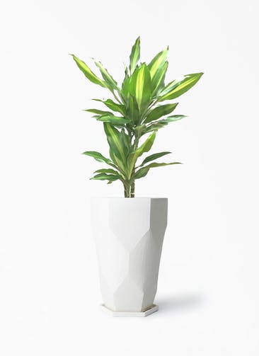 観葉植物 ドラセナ ジェレ 6号 Ceramic(セラミック) Ceramic Pot (セラミック) トールタイプ 付き