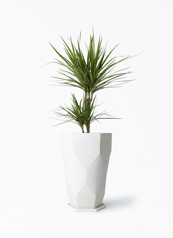 ドラセナ コンシンネ 6号 | 観葉植物の通販ならHitoHana(ひとはな) ドラセナ コンシンネ 6号 | 観葉植物の通販ならHitoHana(ひとはな)